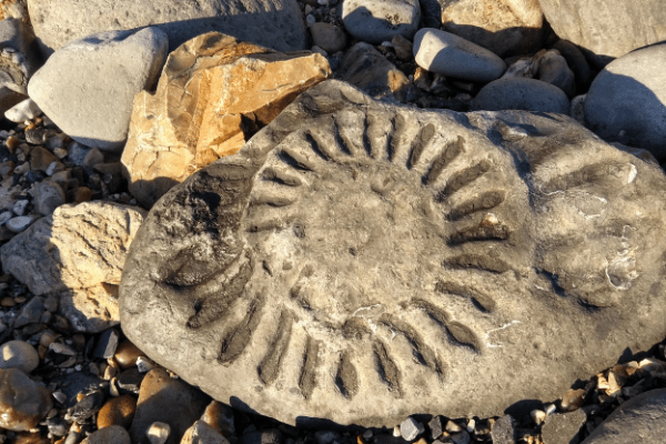 Fossil Coast Min